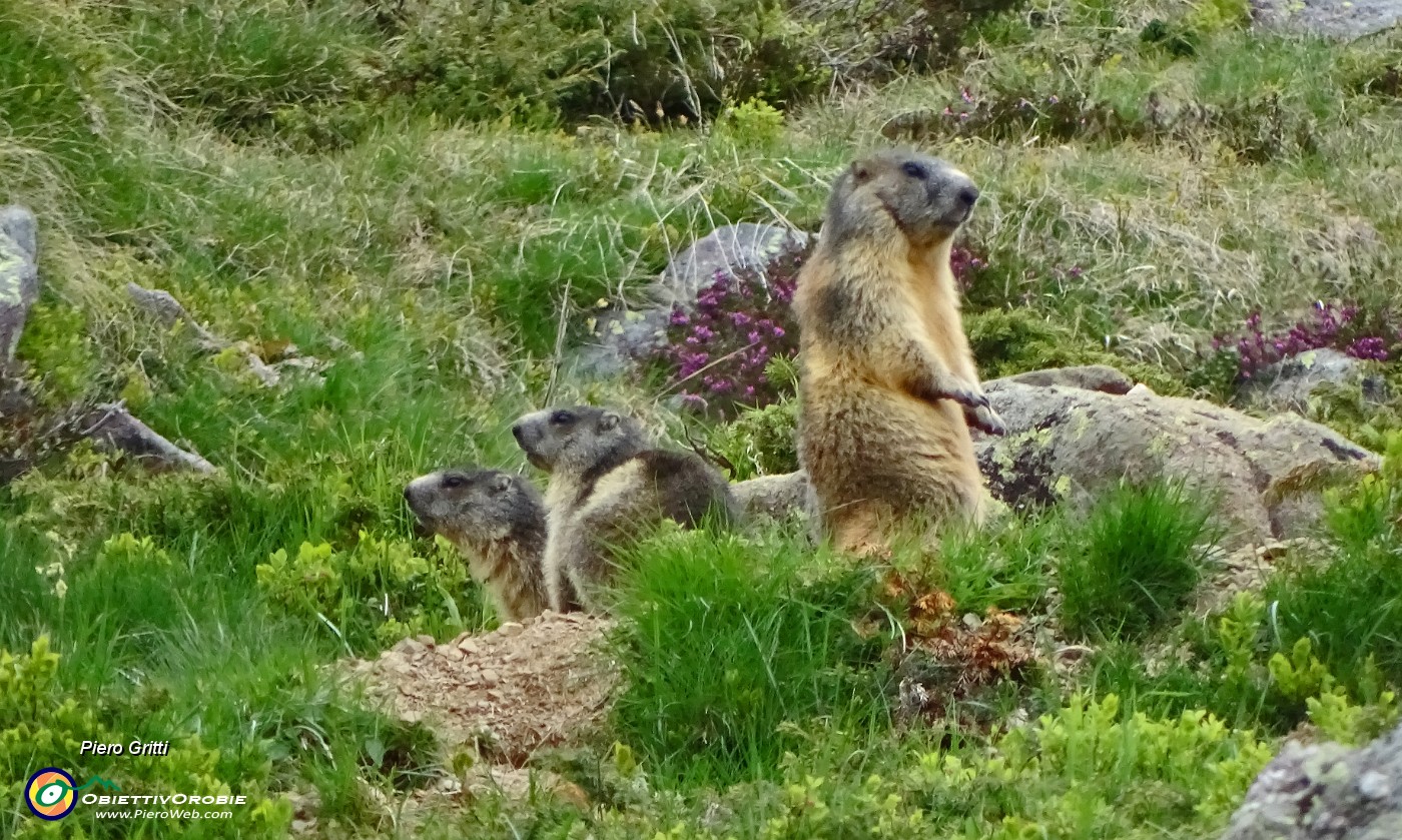 97 Marmotta e marmottini!.JPG -                                
